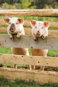 Figures of Speech on the Farm Image